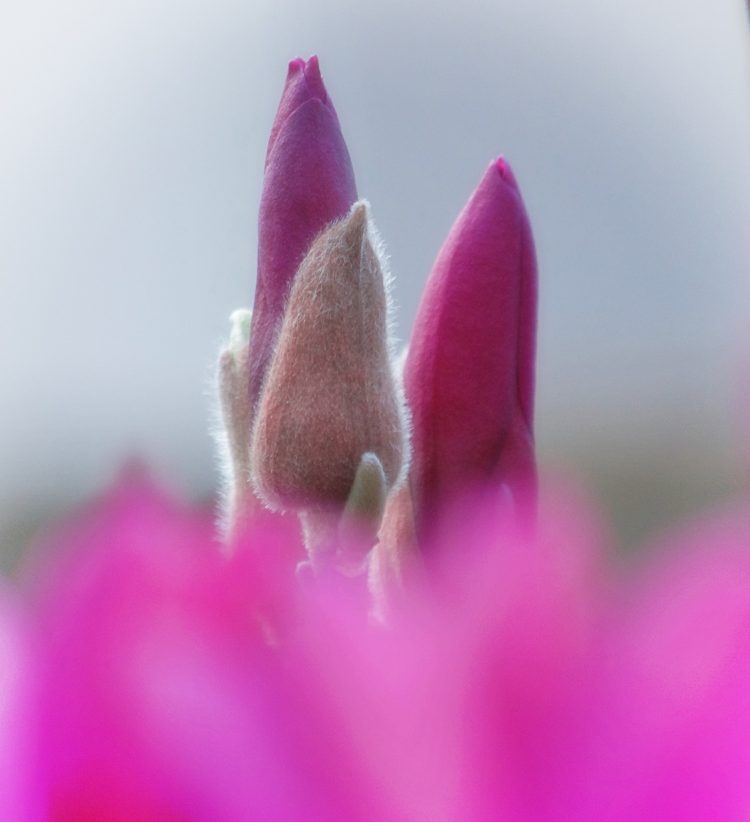 Dare We Hope?&nbsp;#Photography