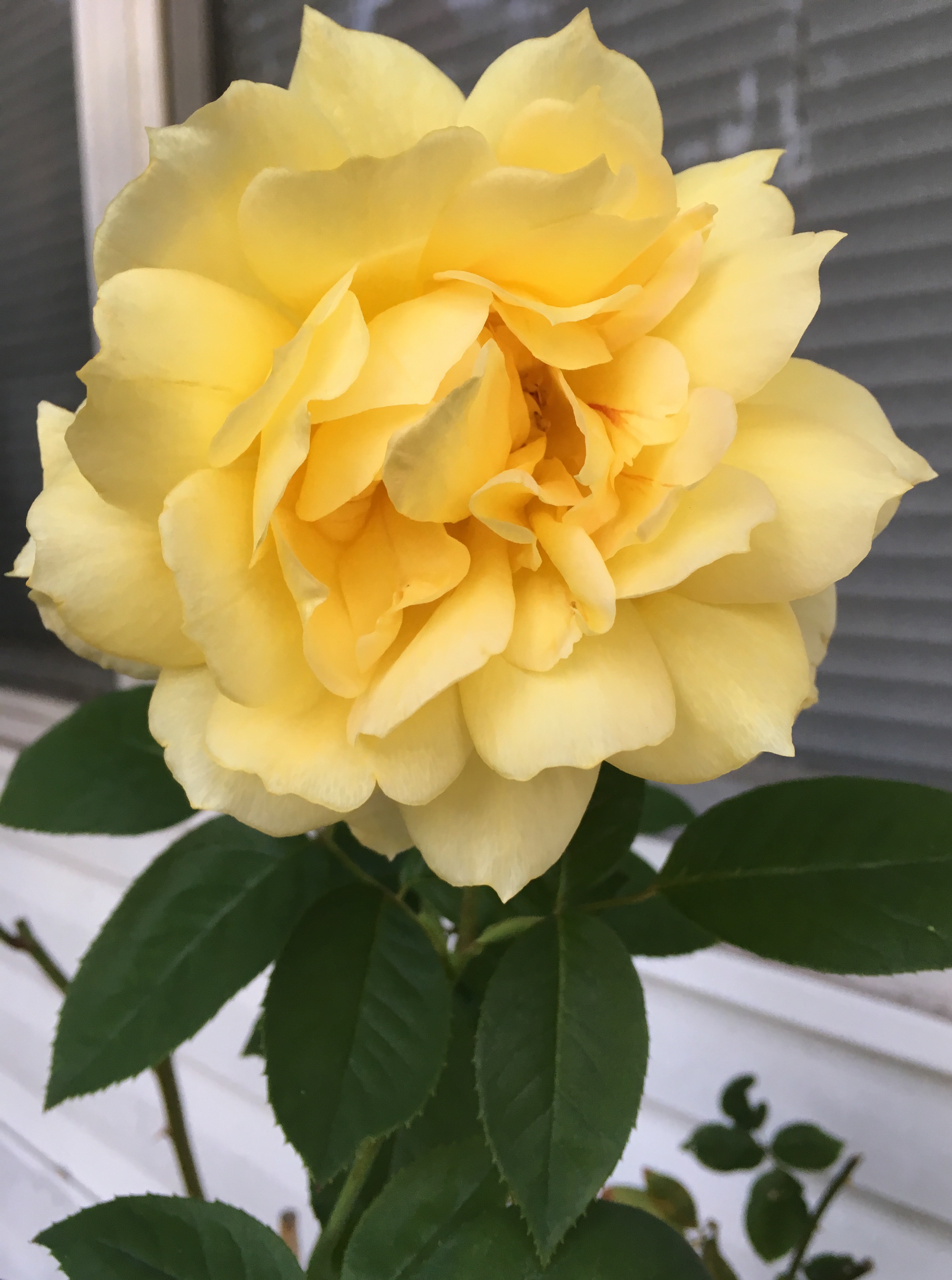 2204CD18-C850-42E8-A68F-DF8C9E07F835