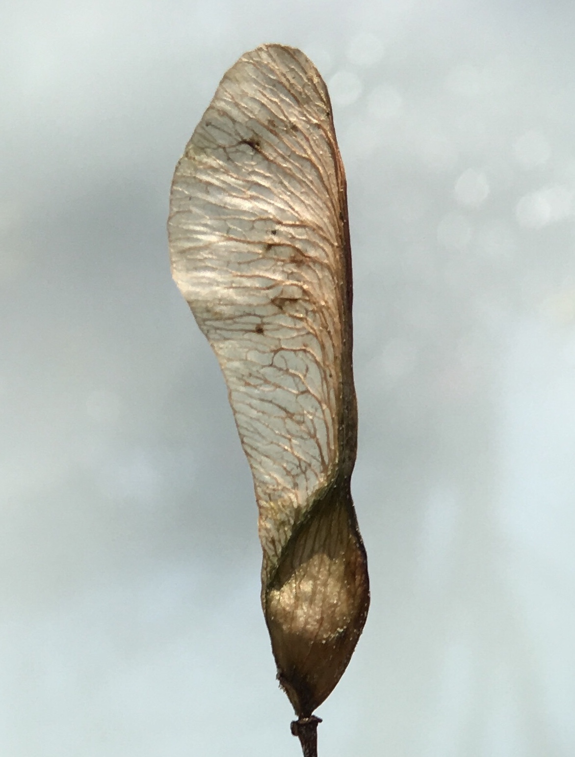 31B62A88-2933-43FD-A84E-4CF7269ED5D5