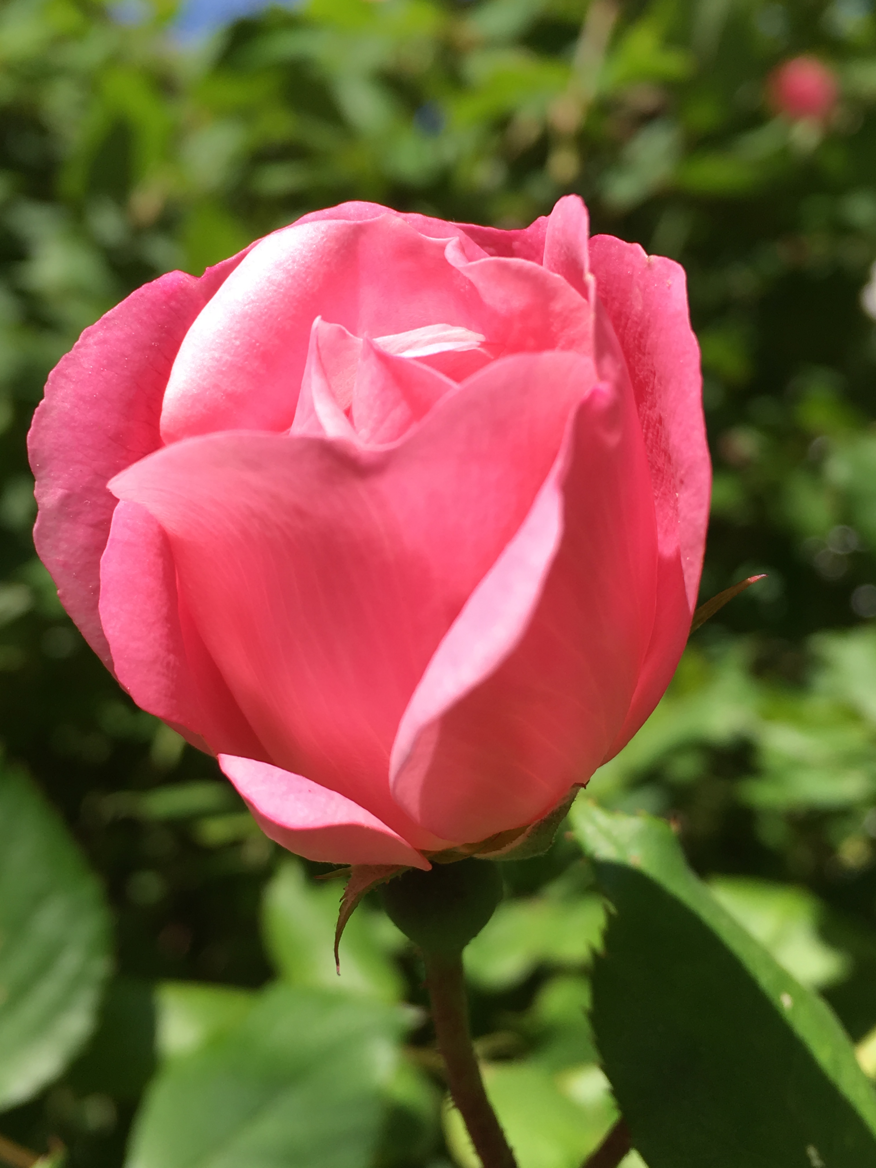 45DFCF1A-9144-404C-B3E4-F95314BDD701