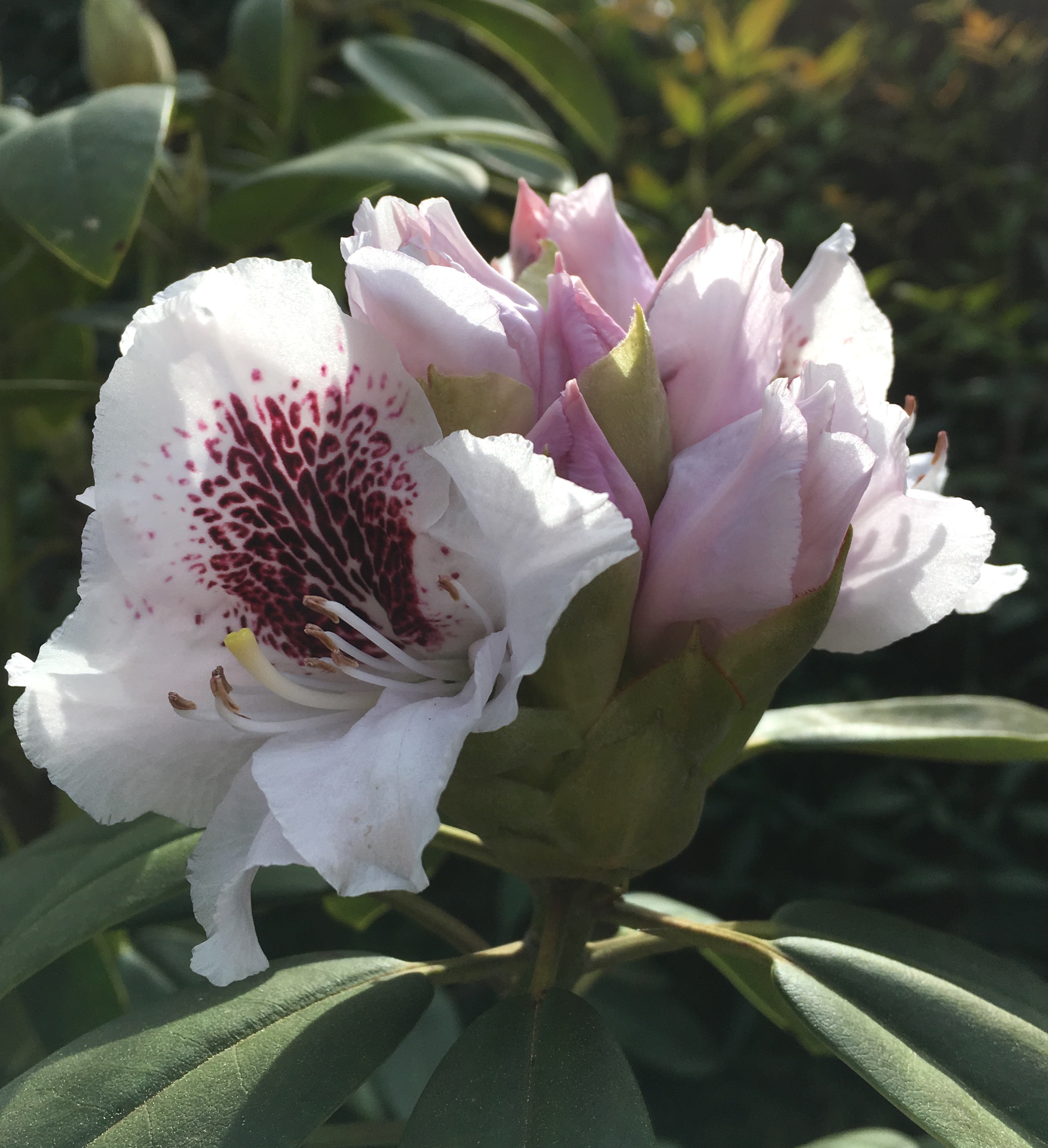 72F9919D-908D-45A7-A442-AD33CD7EDEBA