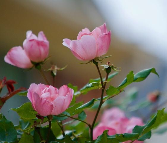 AA690F2D-46A5-4F6C-A275-0170188B6F0B