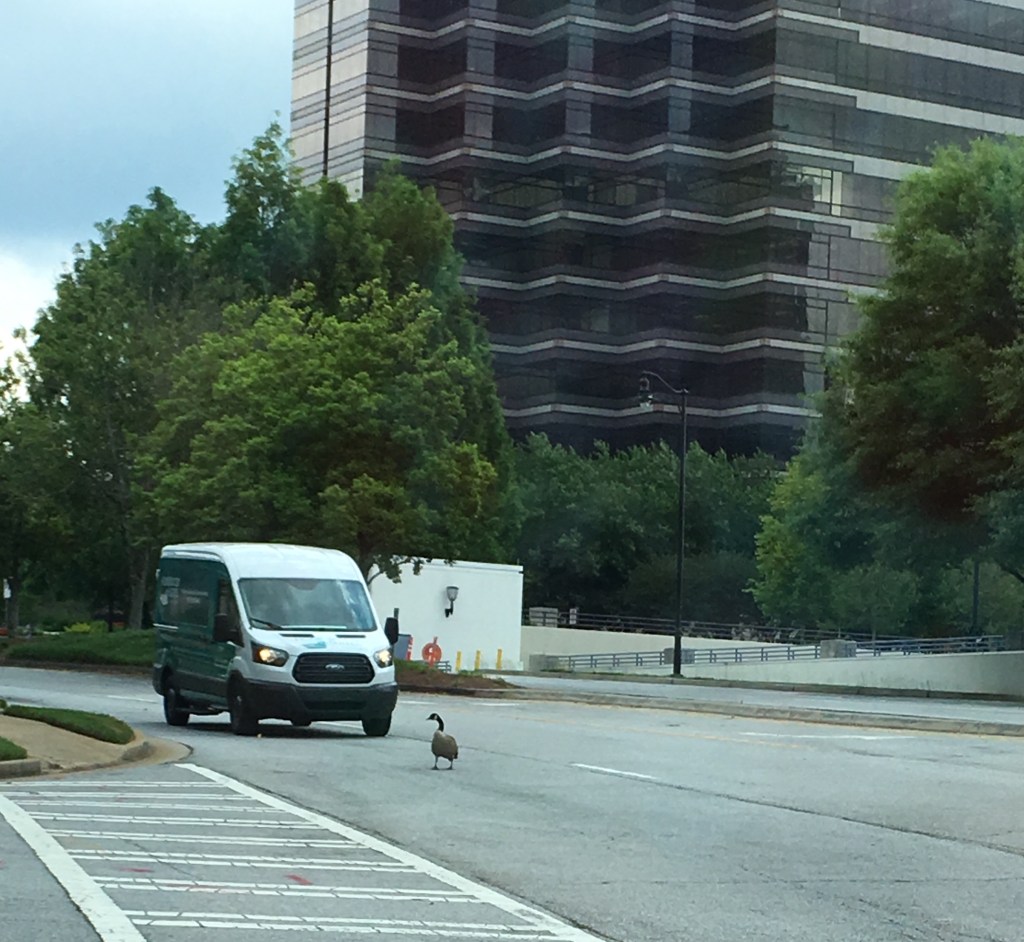 Silly Goose! Random#5