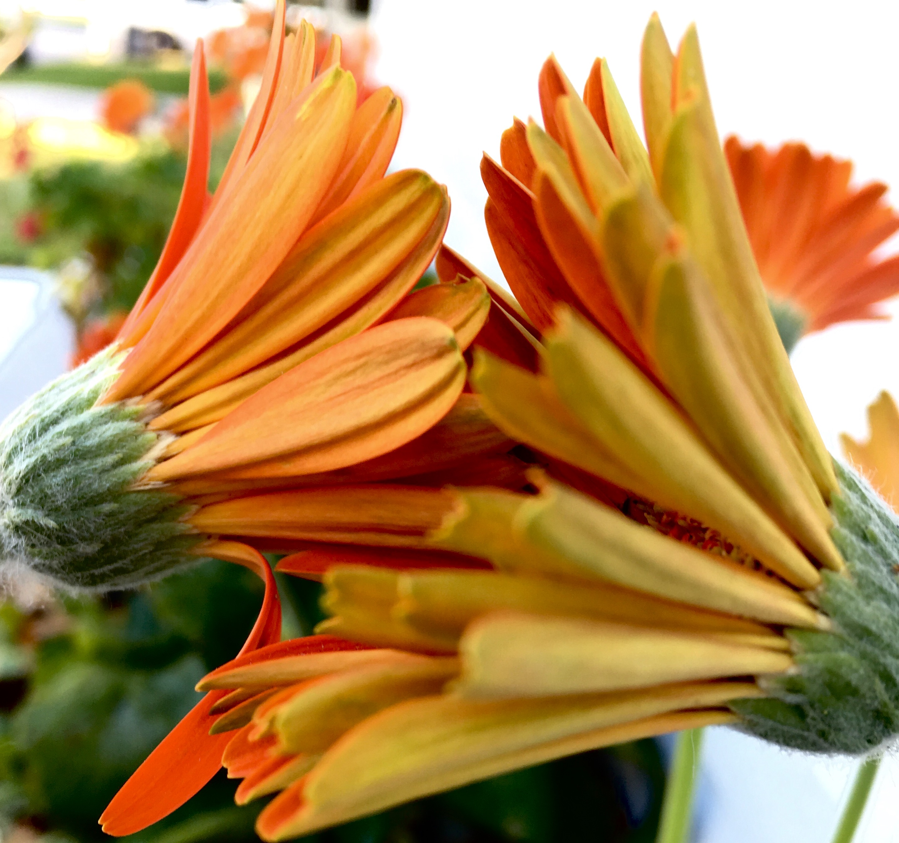 29C66672-55AD-444B-9308-D4F44BEE77A2