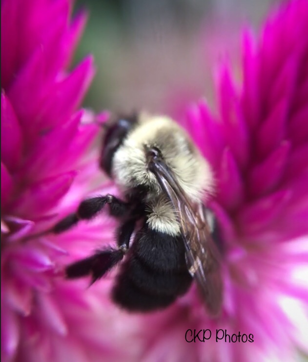 Beauty and the Beast/#SoCs&nbsp;#Free48