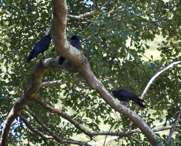 DA7770F0-286D-458B-8474-68337FA666BC