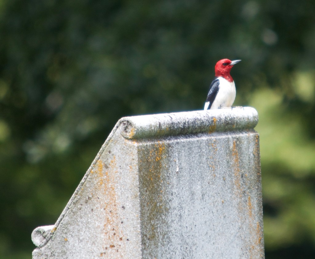 The Messengers/#Free48