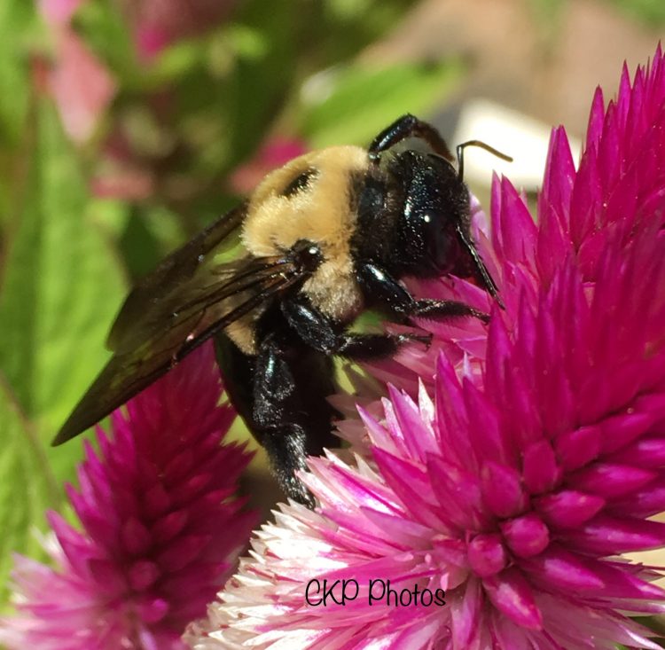 The Bee and Me/Photography/Poetry