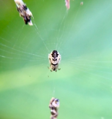 Just a Closer Walk with Thee/Photography/#1LinerWeds