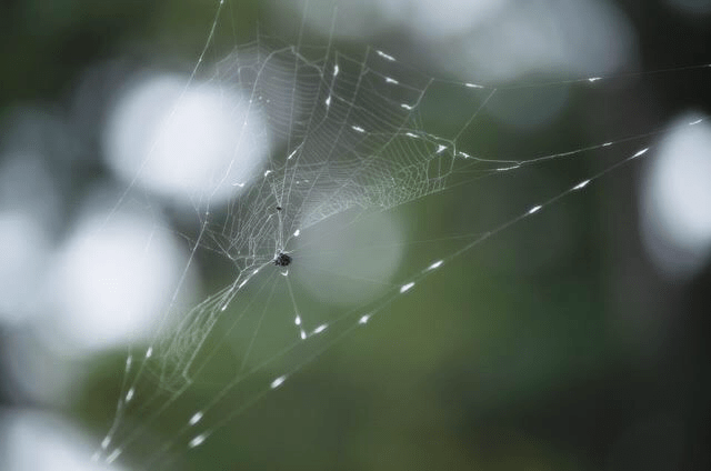 What Say You?/Photography