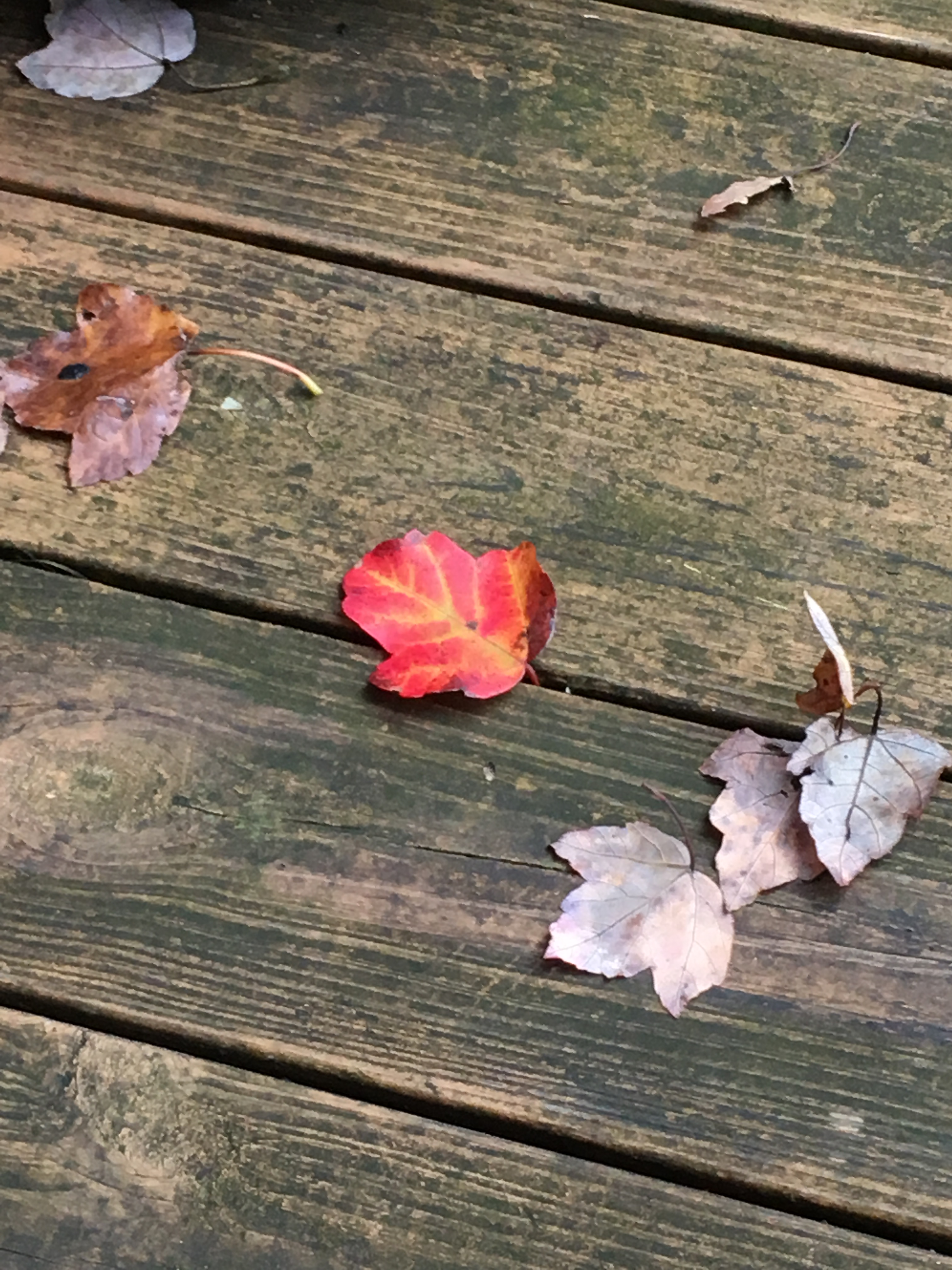 A048F18F-D56D-4E64-BFE4-975CB40BA60A