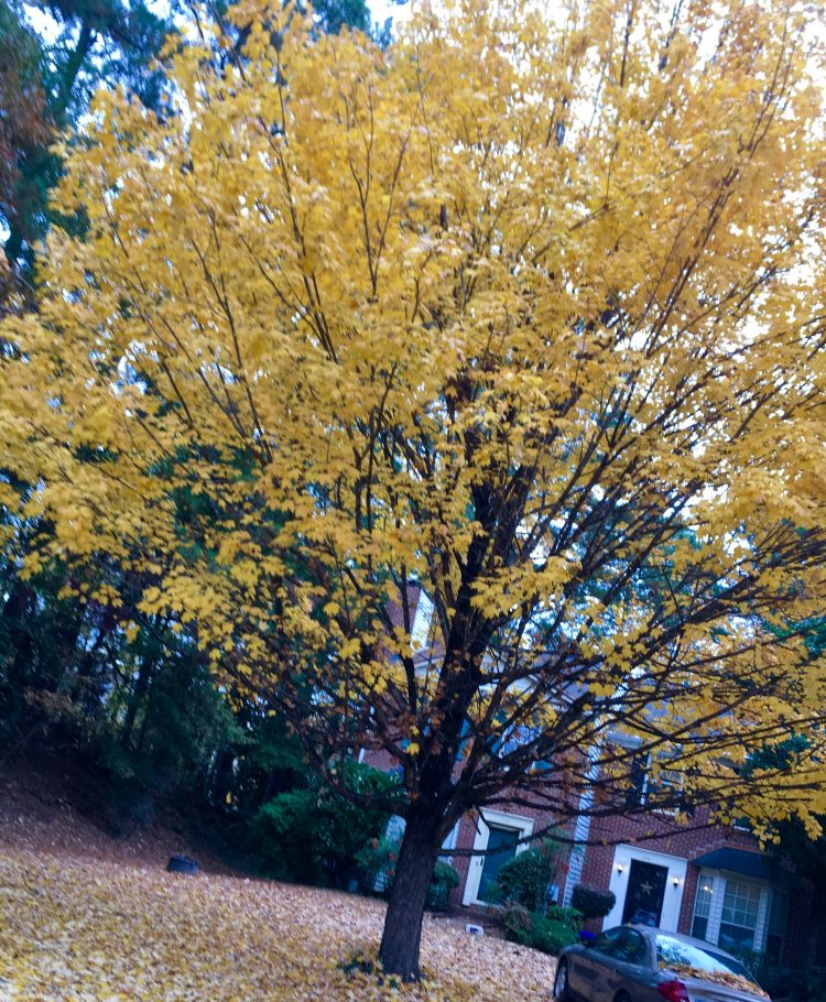 Imagine Me #SoCS/#Poetry