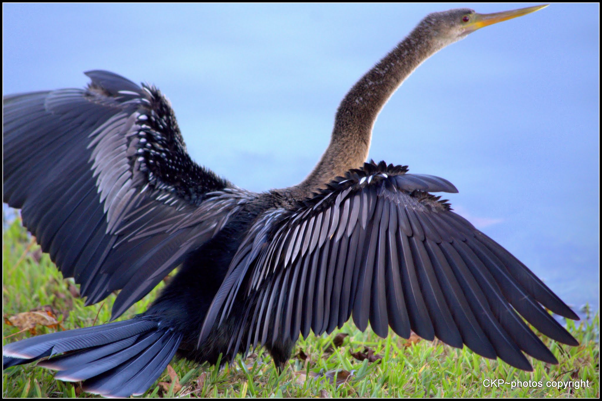 A52B5396-4A84-4E6C-BB93-8B37B7FB699F