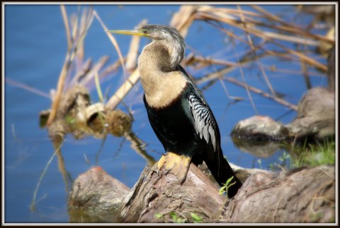 A6259573-2B3C-4E94-BD29-BDDDAA0FEFFC