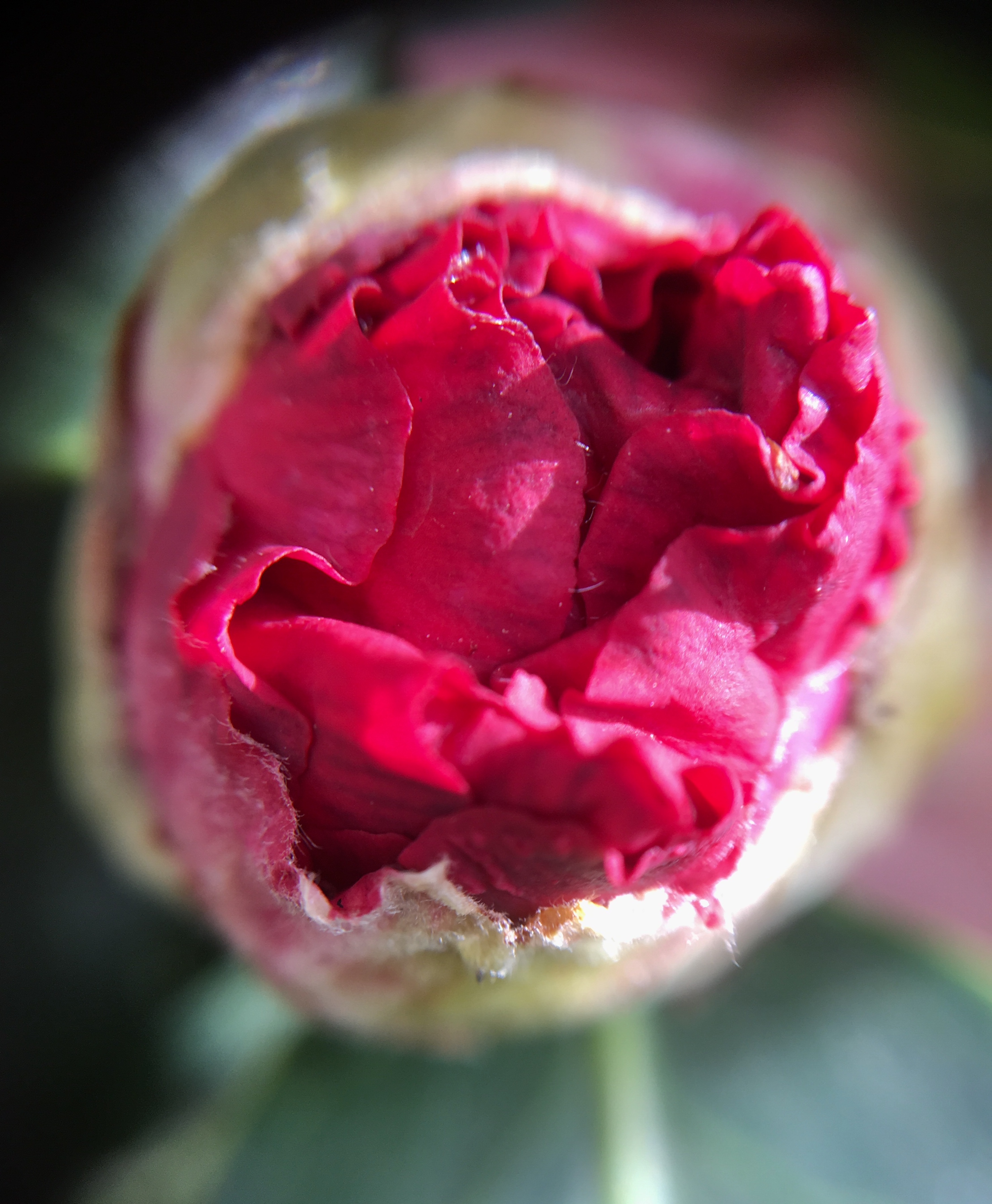 55F358ED-9F47-44BD-9522-F2D6581E8084