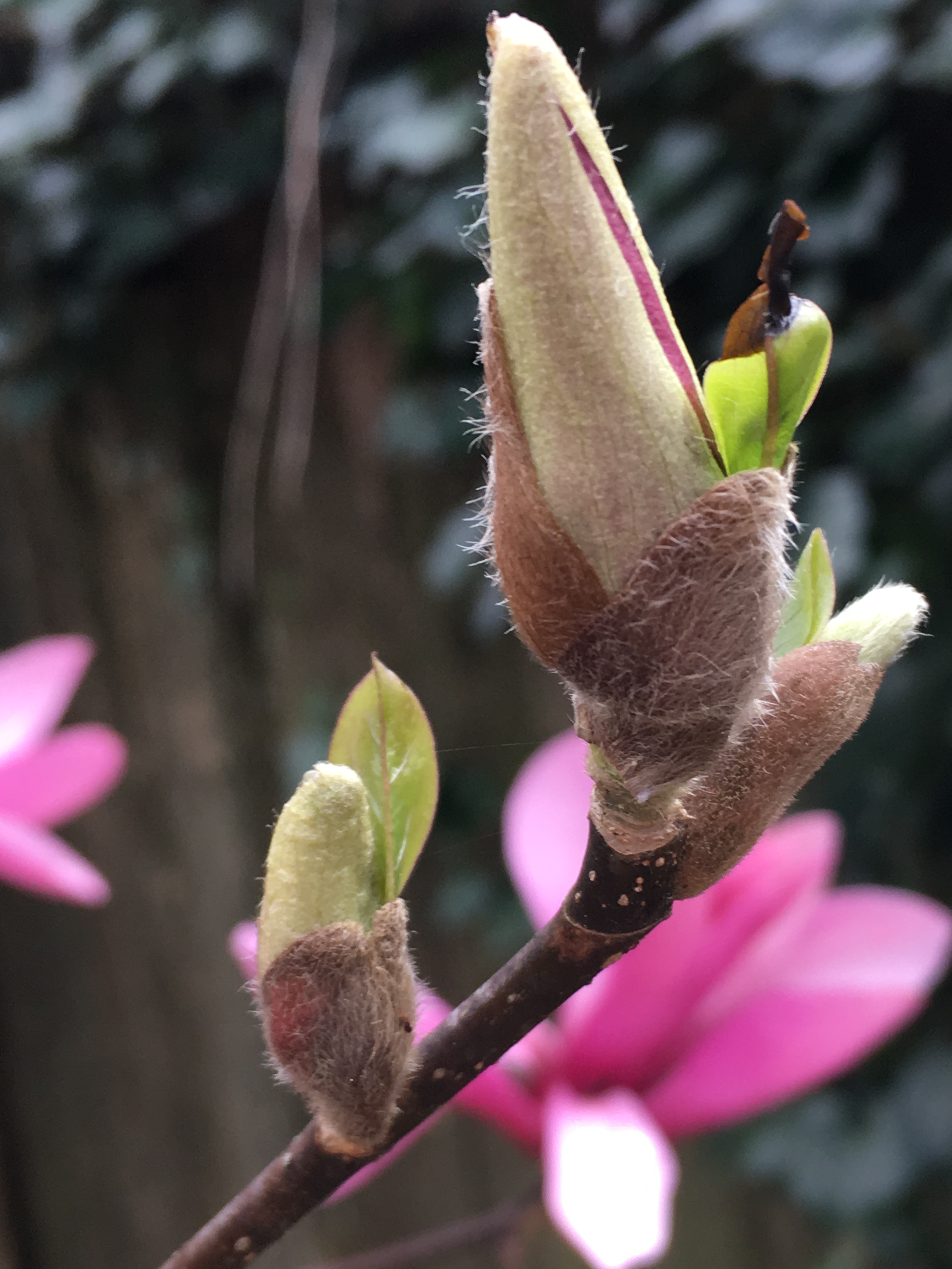 6034EA8D-4AB4-4C76-9381-6E93F4255C2A