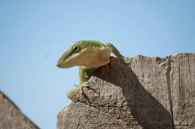 Ectoplasmic Existentialism