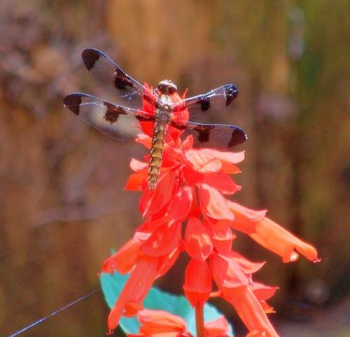 0A88683D-738D-4D2E-ADB5-EDEFD9EC86E2