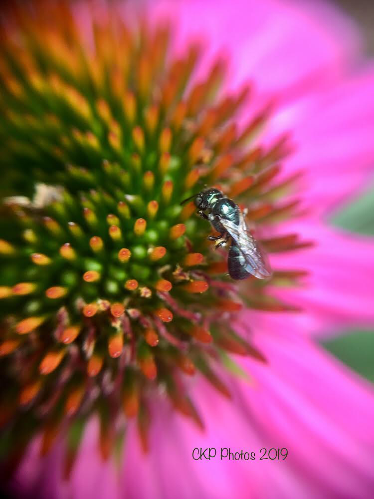 218CA9BE-58F4-41DB-9A04-7D6813E653A8