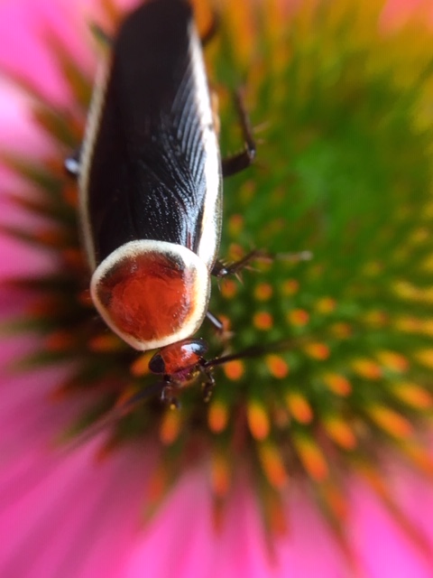 2C4FB088-7184-486B-962C-13485346061B