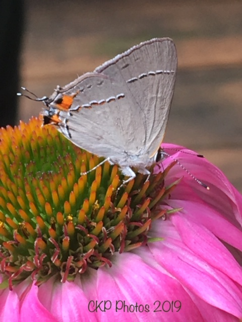 FE31FD26-4FA3-4D62-9A87-7E2B86C8637F