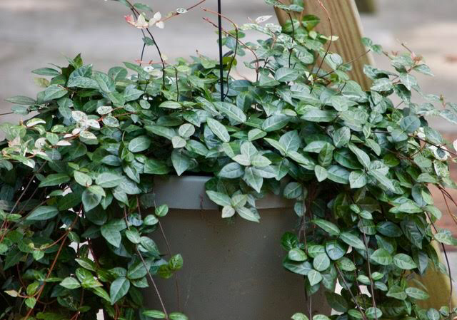 092FFCF5-1512-4DA7-B413-A6372749DC1D