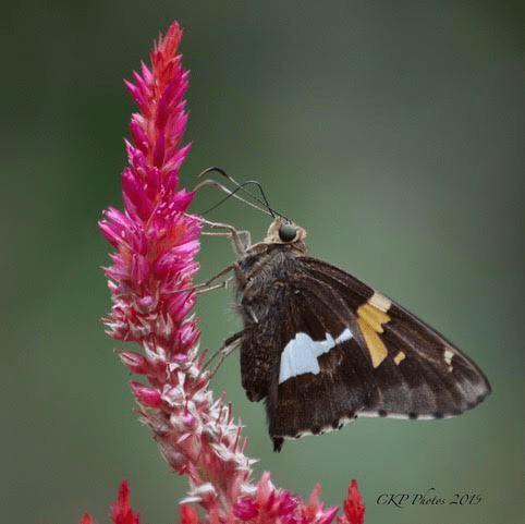 The Ugly Bug&nbsp;Ball..