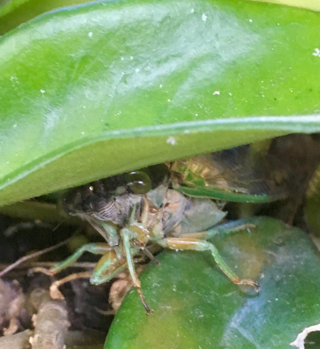 A Little Help&nbsp;#Nature