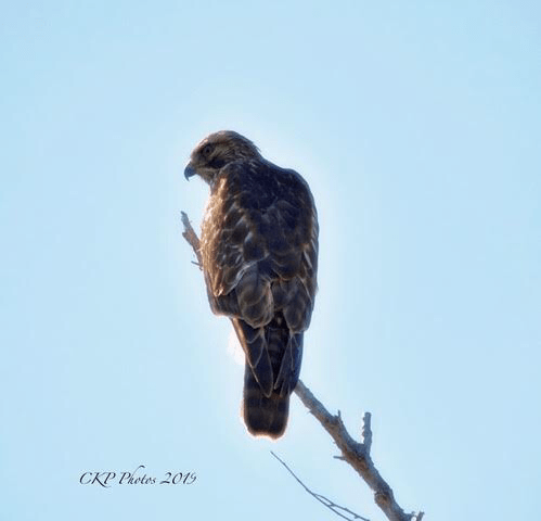 A619865F-0668-440F-B615-C0E1487BA9F4