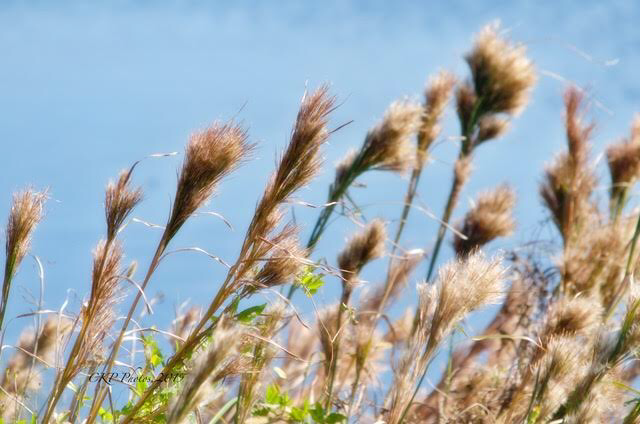 DD77C06B-A513-4AD1-96A3-FF145C5C248B